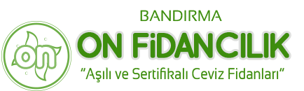 ON FİDANCILIK | Aşılı Ceviz Fidanı Üretimi