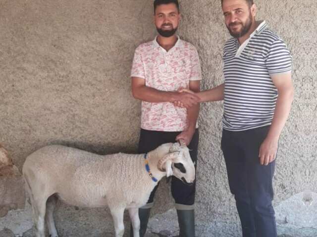 Hatiip  Adak  Konya adak kurbanı, konya adak, konyada adak kurban, adaklık kurban, kurban satışı,